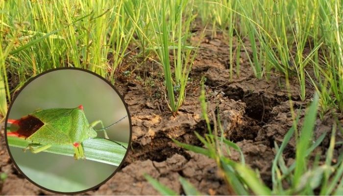 Cách diệt bọ xít cho cây trồng không sử dụng thuốc trừ sâu